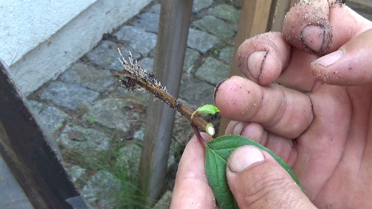 What's next with the rooted cuttings of Hydrangea and Lavender? rośliny zadarniające szybko rosnące