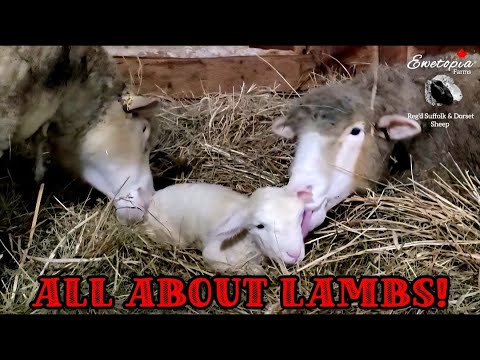 في موسم ولادة الخراف كل شيء يدور حول الخراف 