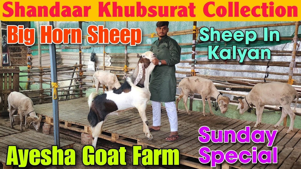 2026 Big Horn Vilayati Sheep At AYESHA GOAT FARM | Qurbani Ke Shandaar Mende In Kalyan