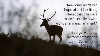 How rewilding of wolves changed rivers in Yellowstone