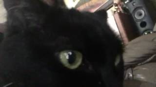 You used to call me on my Meow phone by sarakling76 1,517 views 7 years ago 30 seconds