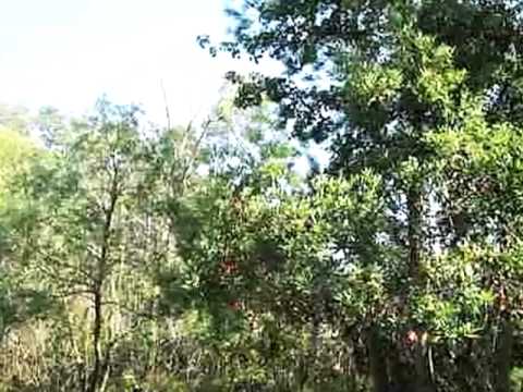 4209 Ivy Ln, Kitty Hawk, NC home video tour