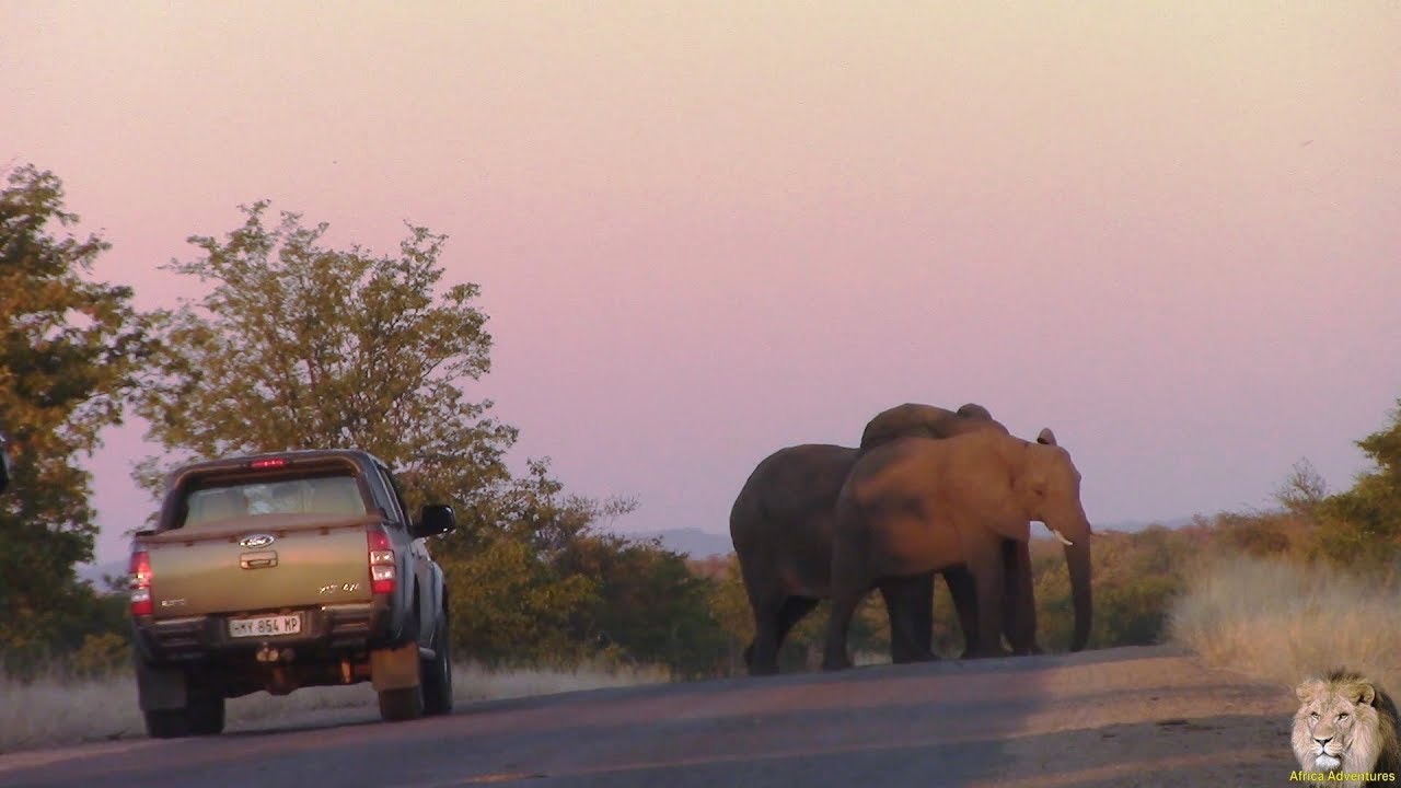 Spiteful Elephant Road Block