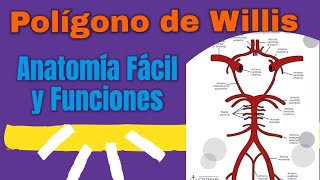 Anatómia y Funciones del Polígono de Willis. Explicación fácil