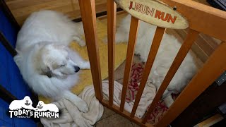 自分の場所があるのにルンルンと一緒が良いアランです　Great Pyrenees　グレートピレニーズ