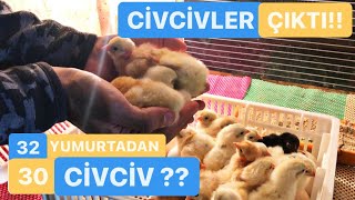 Kuluçka Maki̇nesi̇nden İnanilmaz Ci̇vci̇v Çikimi Süpri̇z Ci̇vci̇vleri̇mi̇z Geldi̇