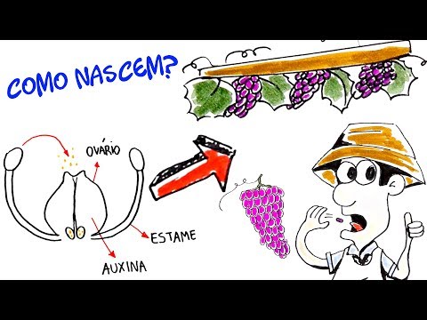 Vídeo: Fatos sobre uvas sem sementes: como uma uva sem sementes se reproduz