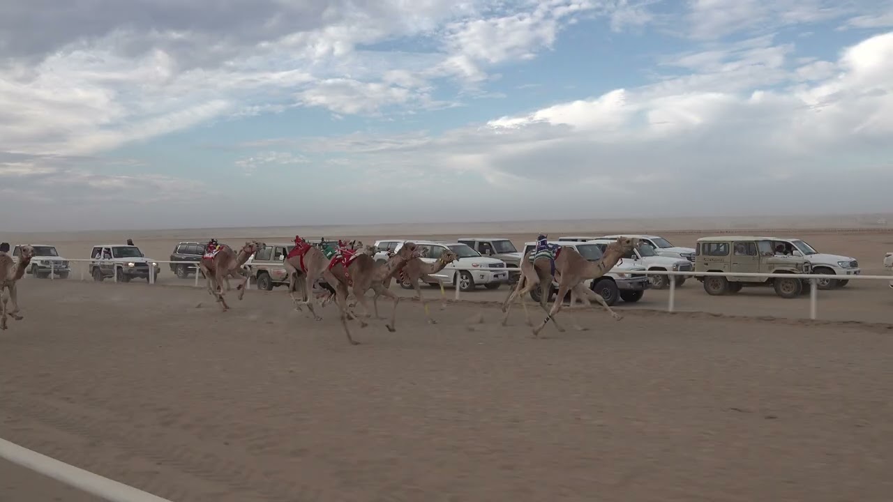 الشوط 2 الرئيسي حقايق قعدان 3كم ( شاهين: يونس بن زعل العنزي) سباق الميادين 5