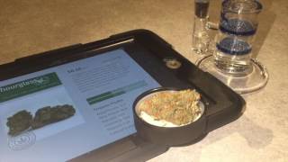Hourglass from Broken Coast Cannabis