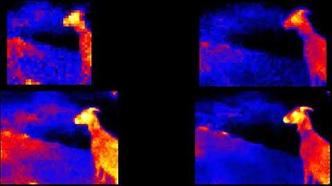 Heimann Sensor Infrared Array Animal Quiz