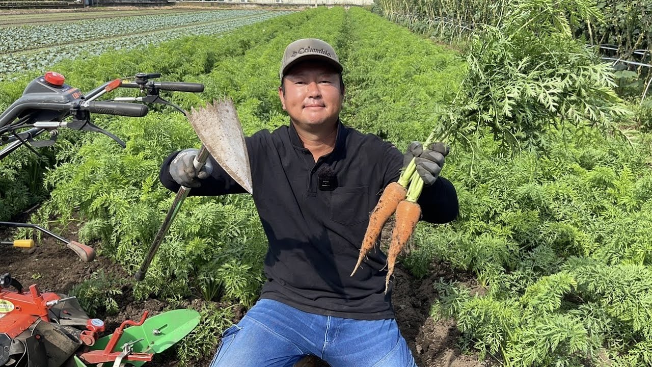 人参栽培・便利な三角ホーと小型管理機で畑に長期保存が出来る育て方のコツ　22/10/5