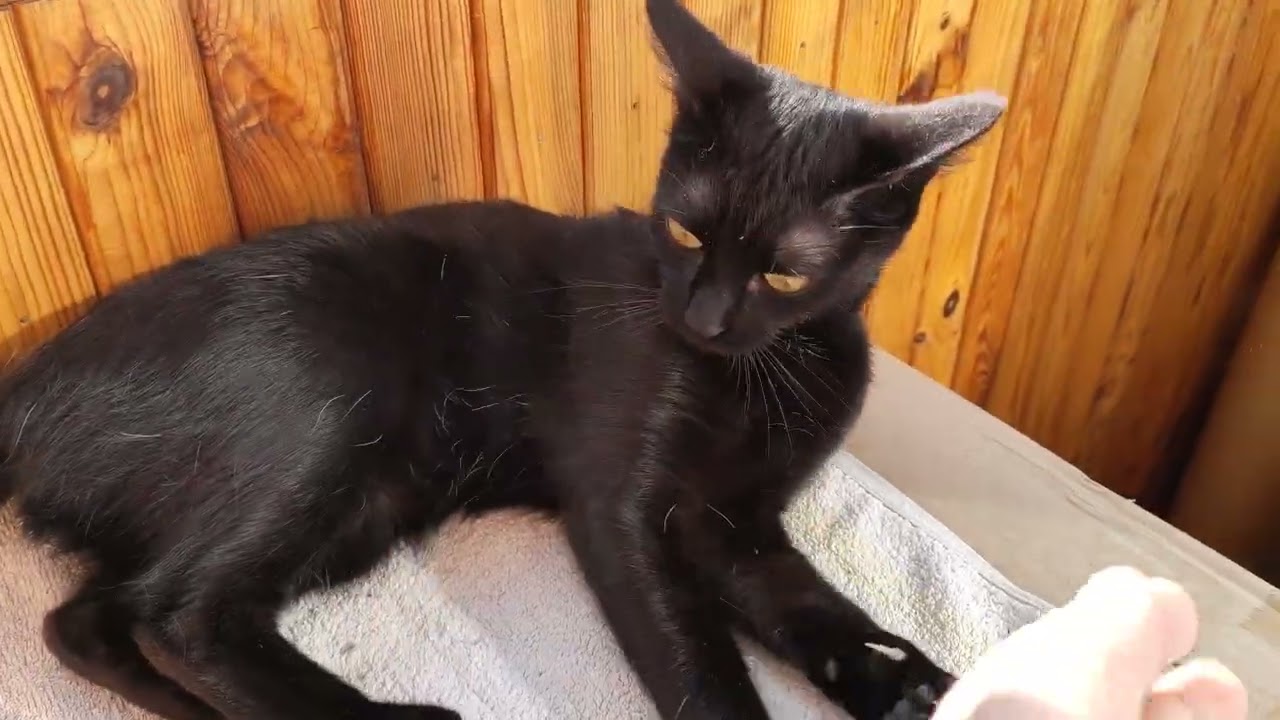 Как котика Ластёнка радуется весне ) #оле7 #catbehavior #cat #котофейка #кот #ластёна 