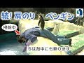 【名古屋港水族館】続！肩乗りペンギン！グレードアップ？