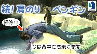 【名古屋港水族館】続肩乗りペンギングレードアップ