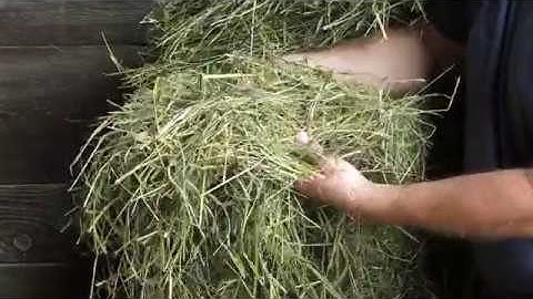 Visual evaluation of hay