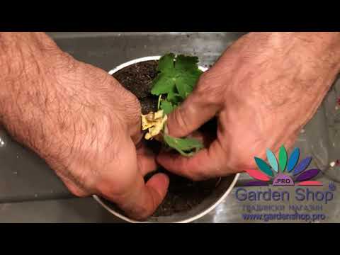 Video: Pelargonium Voňavé A Veľkokveté