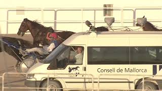Vidéo de la course PMU PREMI CENTENARI REAL SOCIEDAD HIPICA DE MALLORCA