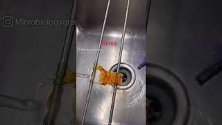 Proses Pewarnaan Gram #atlm Proses Pewarnaan Gram #atlm