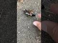 セミ爆弾を見分ける方法