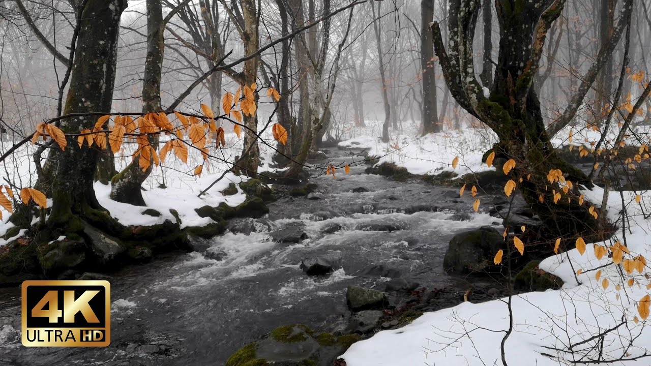 Foggy Winter Forest Stream | 10h Ambience for Stress Relief & Restful Nights