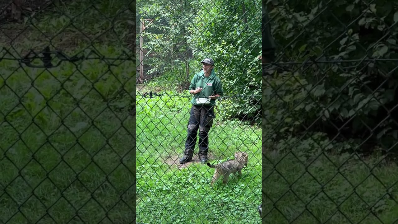 Wild Cat's Impressive Jumps in Germany Zoo 🇩🇪