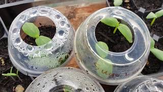 Starting Seeds in Recycled Frozen Drink Cups - Mini Greenhouse Effect