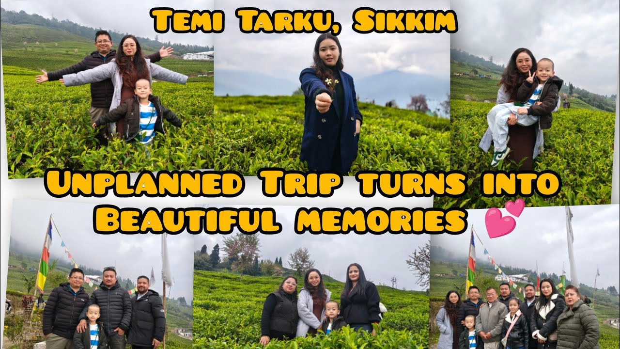 Unplanned Trip/ Cherry Blossom 🌸/Temi Tarku Sikkim ❤️ Zip-line fun ☺️ Meet Friends 🙏