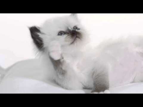 royal canin himalayan