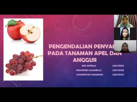 Video: Grape Armillaria Fungus - Cara Mengobati Grapevine Dengan Busuk Akar Armillaria