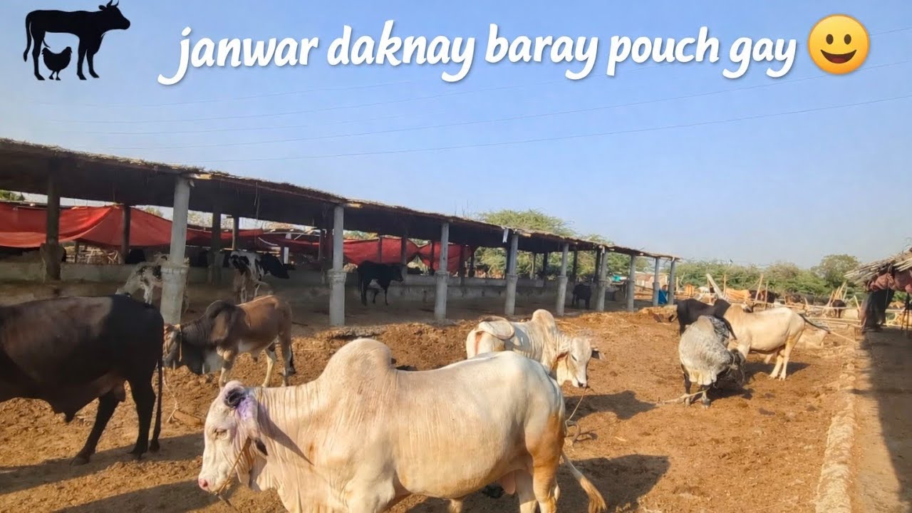 Janwar daknay baray pouch gay 😃❤️‍🔥🐂#sufibhai #sufyan #followforfollowback #mandi #vlog #cow 