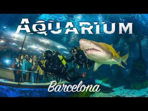 Barcelona Aquarium: An Immersive Ocean Adventure 🇪🇸