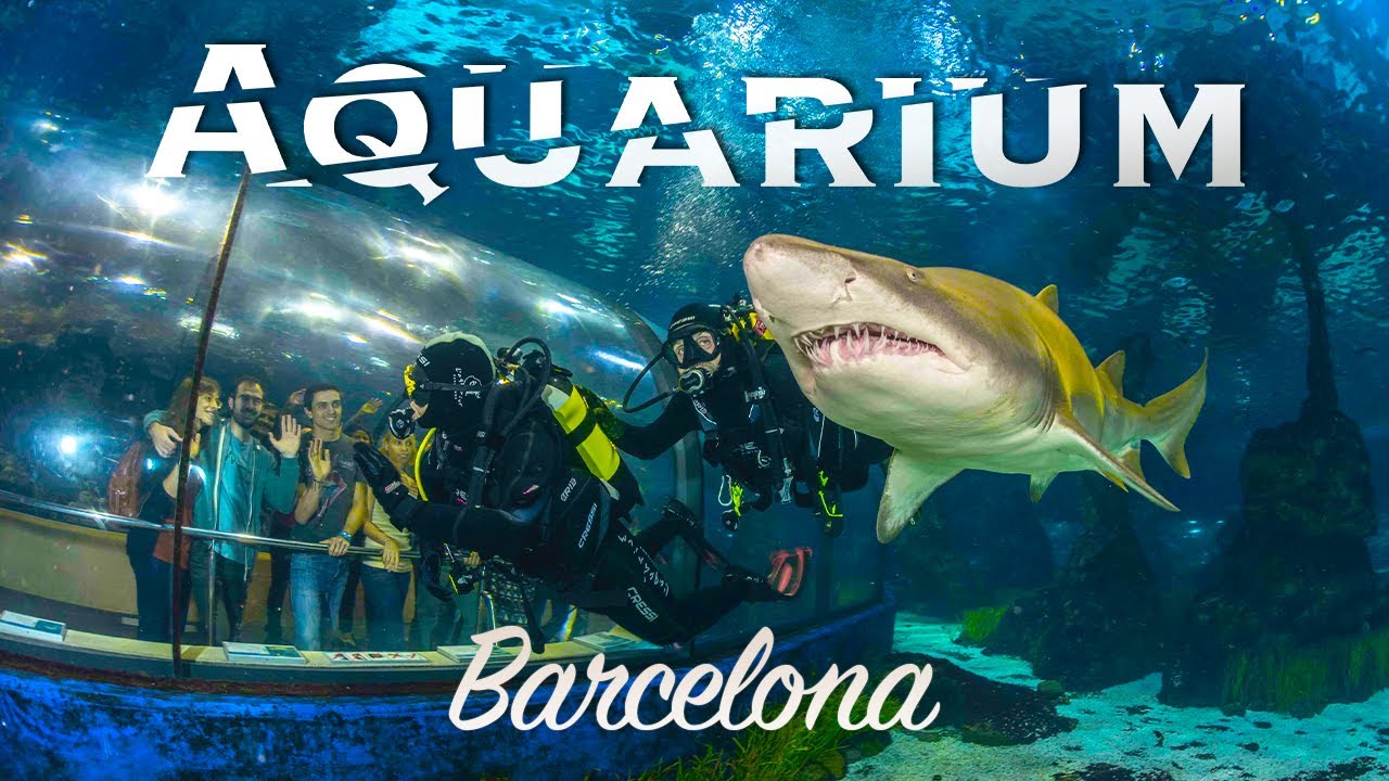 Barcelona Aquarium An Immersive Ocean Adventure 🇪🇸 YouTube