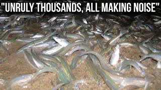 You Will NEVER Guess Why All These Fish Are On The Shore