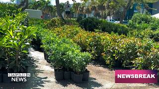 A greener Miami-Dade one plant at a time