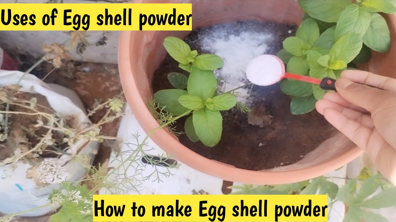 How to make Egg shell powder /Uses off egg shell powder/Venni's Vlogs in tamil. 