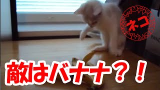 【猫】バナナと戦う猫【おもしろ・かわいい動画】