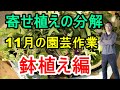 [ガーデニング] 園芸12ヵ月～11月の園芸作業 鉢植え編 寄せ植えの解体「キャリア30年のプロガーデナーが毎月行う園芸作業」