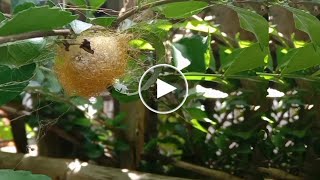 Anak Laba Laba Telur Laba Laba Besar Sarang Laba Laba