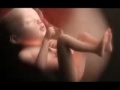 Embarazo Iba en tu barriga