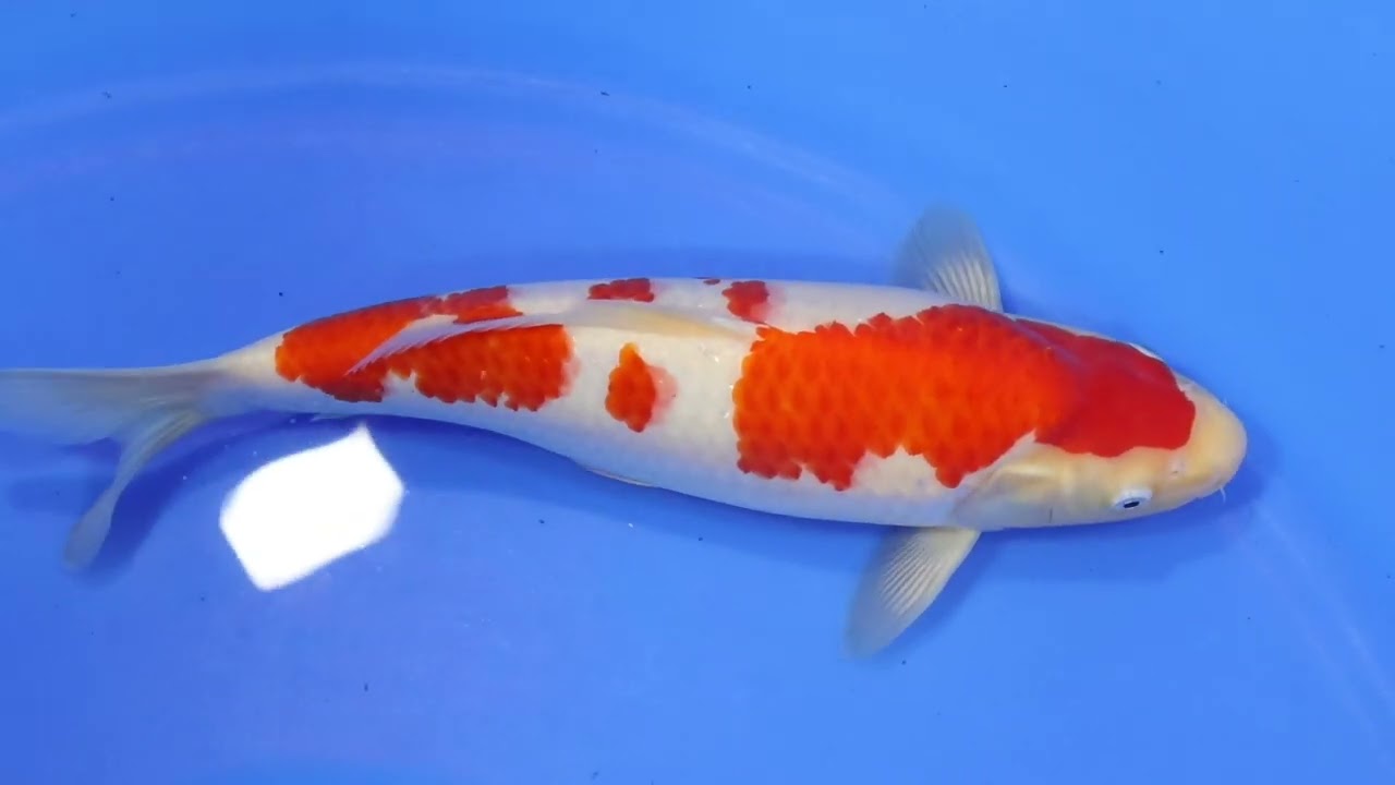 No. 02 Kohaku 37 cm | Mini Event #1: Kohaku Saito (KKC Vol. 2