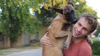 Max  6 months old belgian malinois  Routine