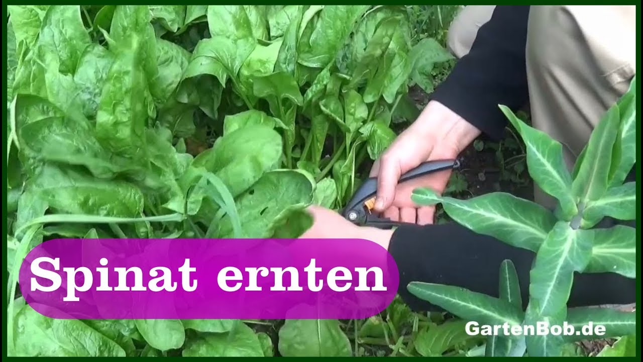 Wann Darf Man Spinat Nicht Mehr Ernten Spinat ernten - YouTube