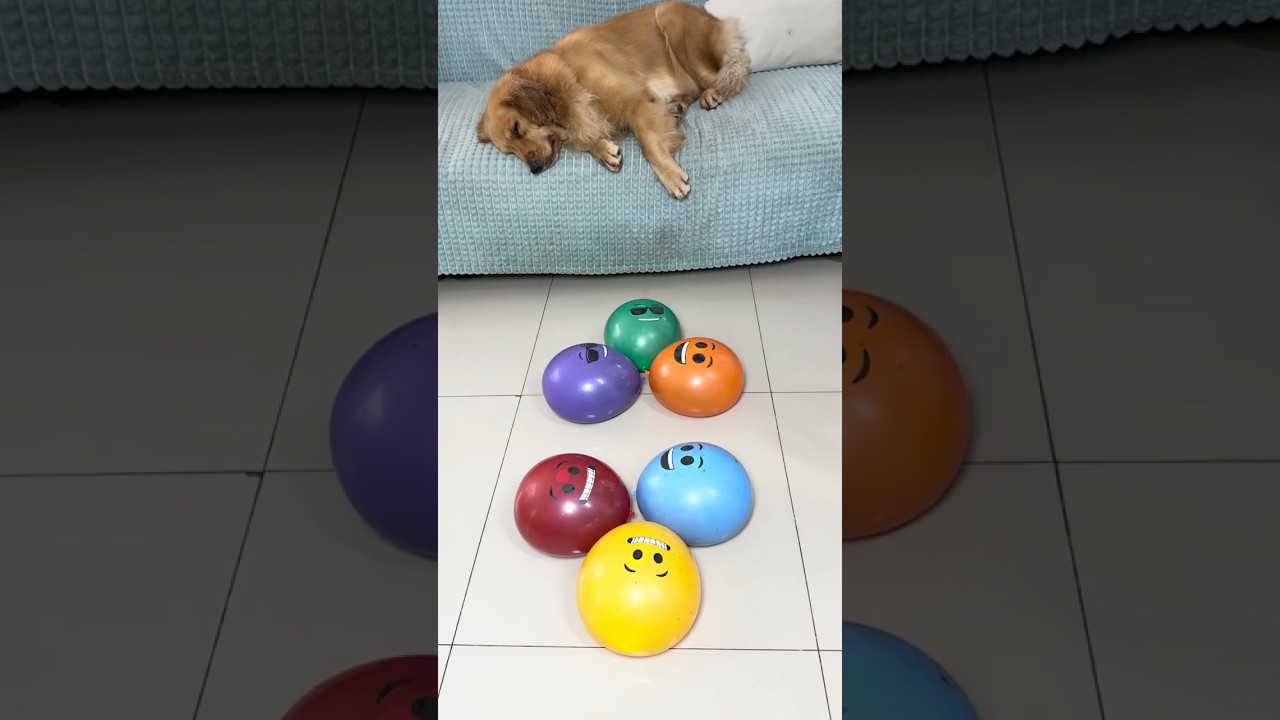 Popping six 6️⃣ water balloon 🎈