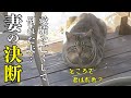 いったい何があった？猫好き夫婦に起きた“ある出来事‘’