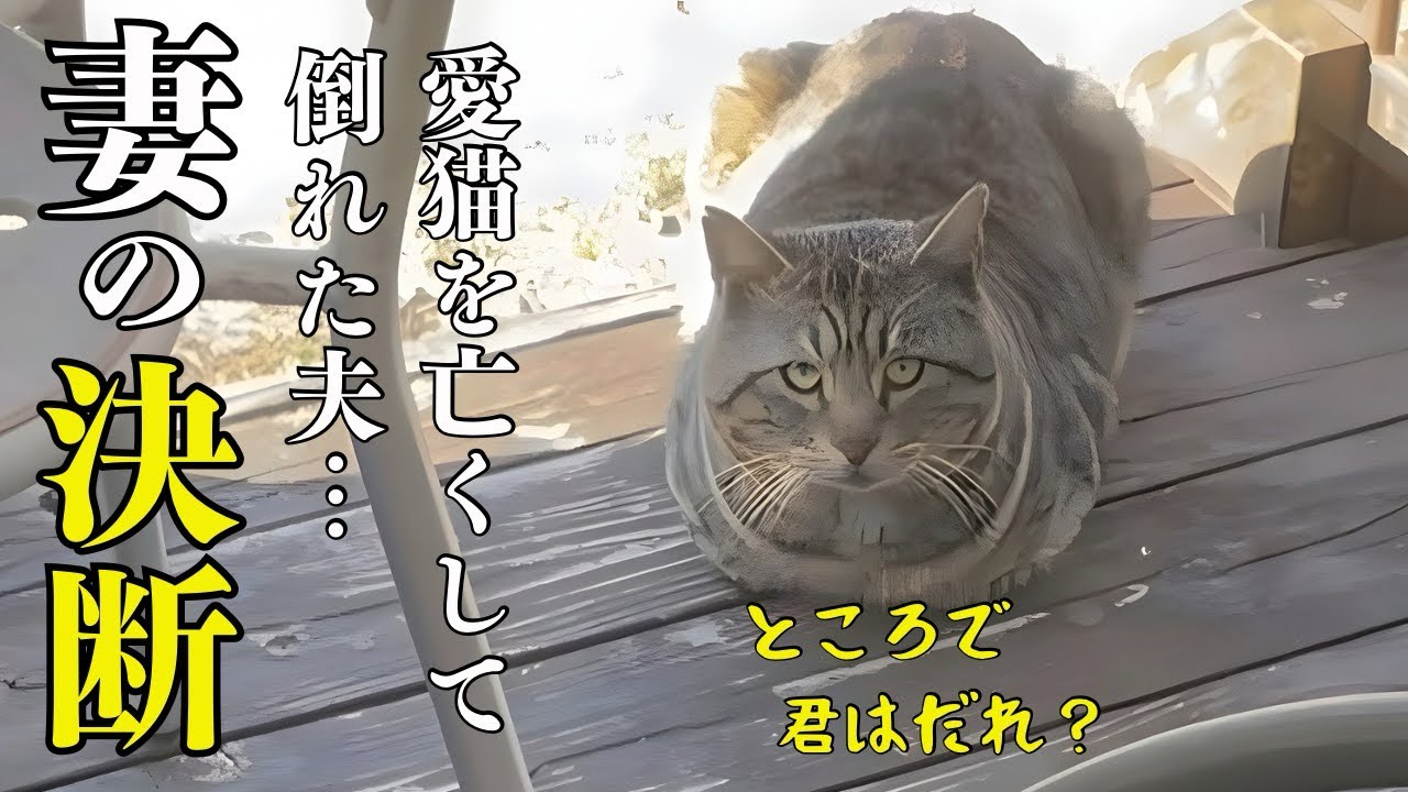 What exactly happened? A certain incident befell a cat-loving