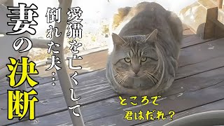 What exactly happened? A certain incident befell a cat-loving