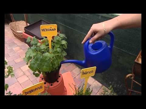 Video: Texas Blue Bonnets: Ako pestovať kvety Blue Bonnet v záhrade