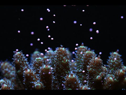 Otto anni per salvare le Barriere Coralline, il progetto Coral Spawning Lab supportato da Canon