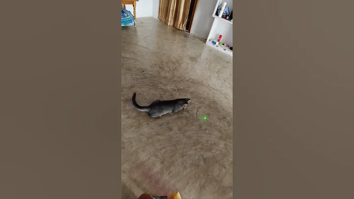 Video 11841121: cats funnycats catlover, cats catlover funny