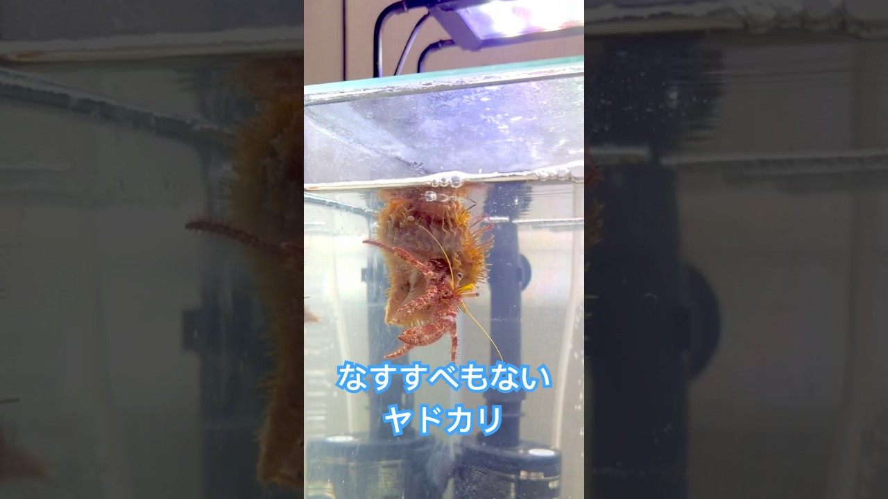 プランクトンになったヤドカリ🐚🦀 